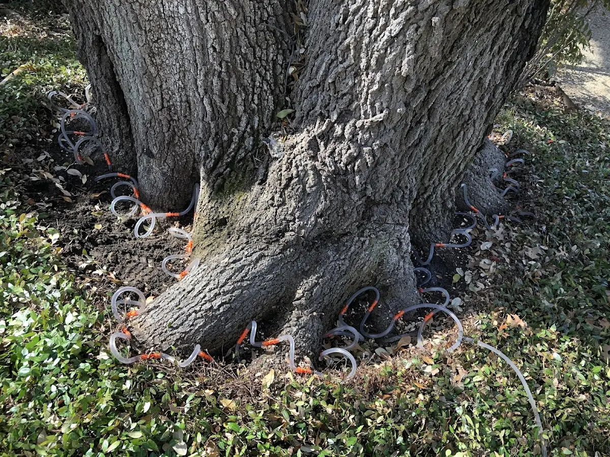 Detailed Tree Cabling and Bracing job site in Blunt