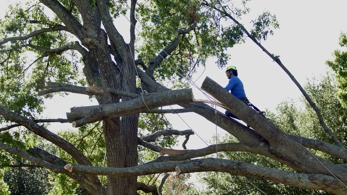 Professional Crown Thinning performed by certified arborists in Blunt