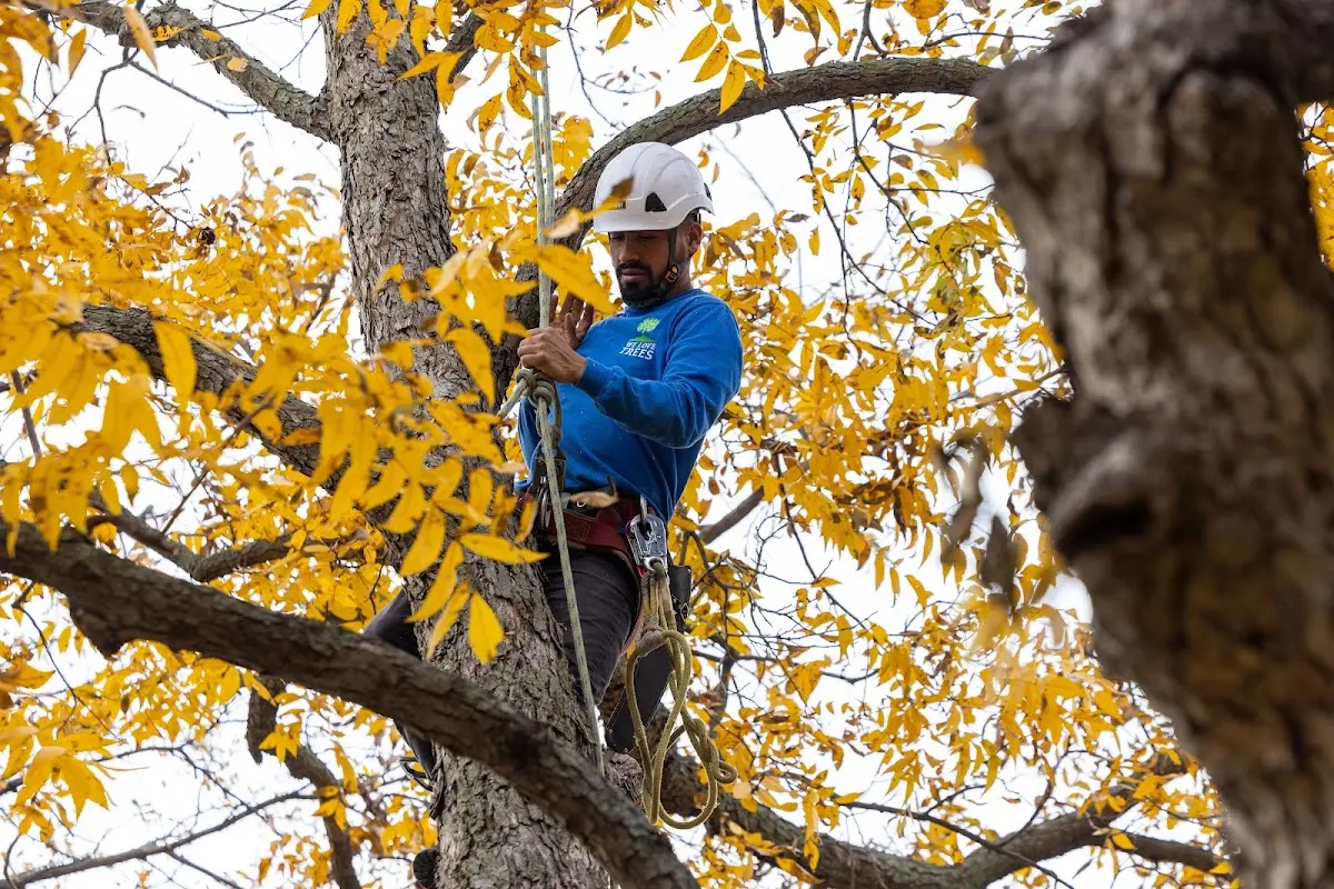 Skilled Storm Damage Cleanup crew working in Blunt